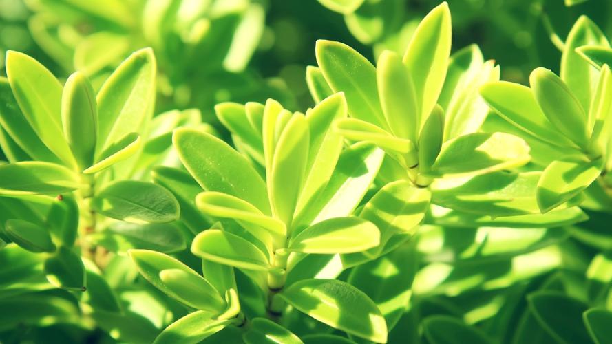 小清新唯美素雅花卉圖片桌面壁紙高清