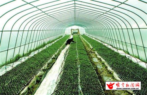 圖文:赤壁市赤壁鎮(zhèn)蔬菜基地 瓜農(nóng)培育西瓜苗