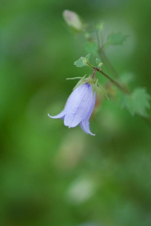花朵,其他種類的植物,君影草,鈴蘭,山谷百合,風鈴草,植物花卉鈴蘭花