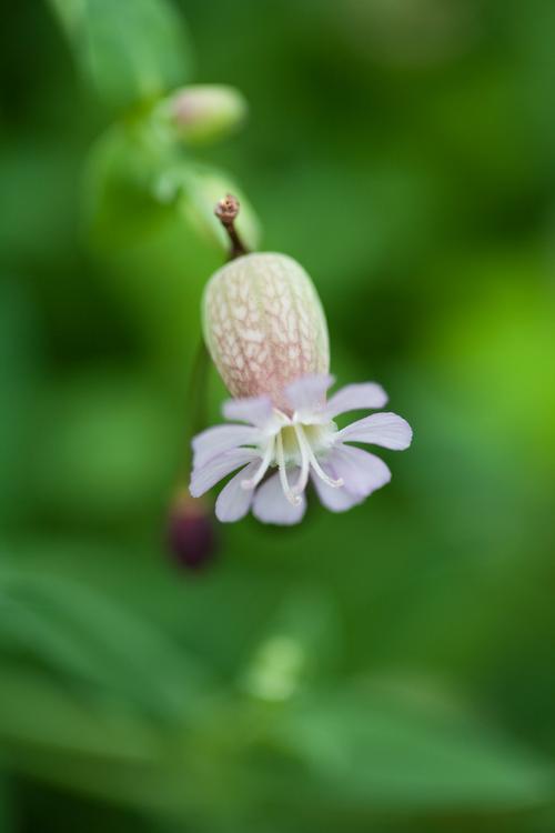 花朵,其他種類的植物,君影草,鈴蘭,山谷百合,風(fēng)鈴草,植物花卉鈴蘭花