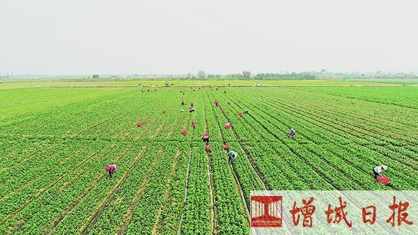 幸福田園蔬菜產(chǎn)業(yè)園(資料圖片)