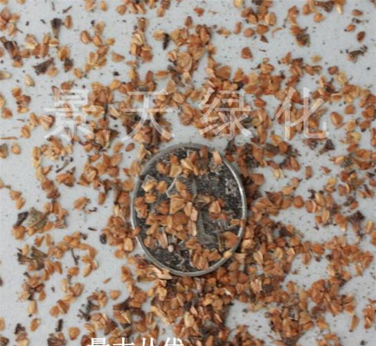 批發(fā)各種林木種子 江南榿木種子 新種子 提供種植技術 包發(fā)芽