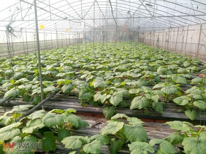 高縣:特色蔬菜殺入新市場(chǎng) 循環(huán)農(nóng)業(yè)打造新模式