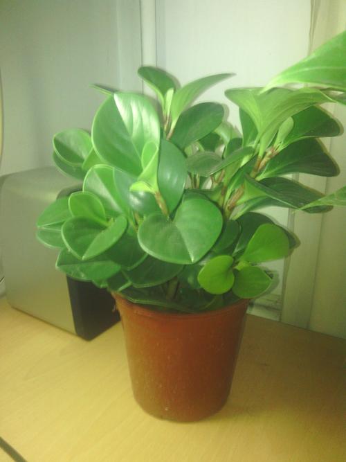 盆栽植物大全及名稱(盆栽植物大全及名稱及圖片欣賞)