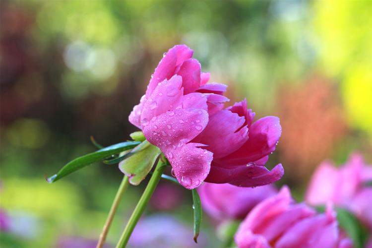 雨后的芍藥花圖片花卉花朵芍藥花芍藥將離離草婪尾春余容犁食沒(méi)骨花黑