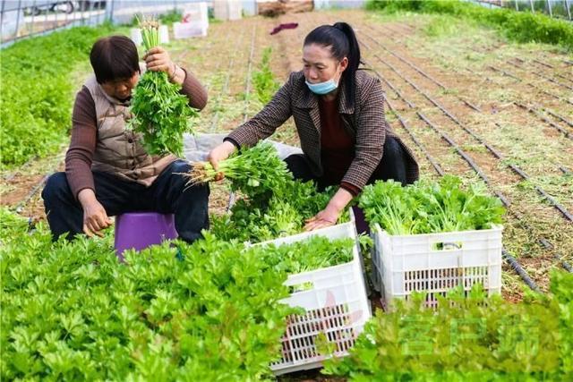 大棚蔬菜收獲忙