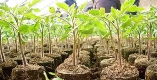 如何培育蔬菜壯苗提高秧苗素質(zhì)