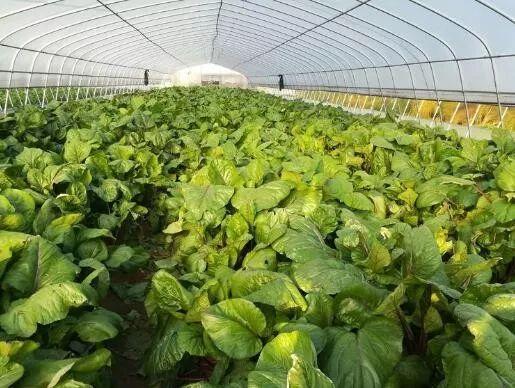 他搞生態農業,產品無人問津,之后免費送蔬菜賠400多萬