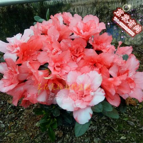 櫻桃紅杜鵑花苗 盆栽四季西洋杜鵑花 紅舞衣 庭院窗臺(tái)綠植花卉-標(biāo)題圖