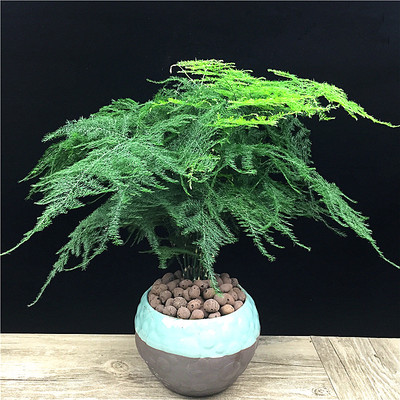 文竹室內(nèi)綠色盆栽大型辦公室吸甲醛 推薦