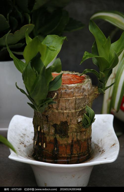 巴西木盆栽圖片