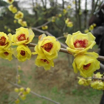 紅梅盆景臘梅花苗綠梅盆栽樹樁白梅梅老樁榆葉梅花樹苗