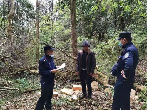 漾濞縣公安局破獲一起盜伐林木案