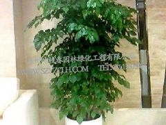 蘇州葉枝春園林出售優(yōu)質(zhì)盆景裝飾--室內(nèi)花草盆景圖片|蘇州葉枝春園林出售優(yōu)質(zhì)盆景裝飾--室內(nèi)花草盆景產(chǎn)品圖片由蘇州葉枝春園林綠化工程有限公司公司生產(chǎn)提供-企業(yè)庫網(wǎng)
