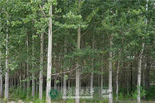 科研動態 北林大近期科研進展掃描