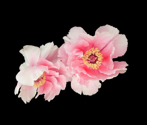 位圖 植物 花朵 寫實(shí)花卉 高清 免費(fèi)素材