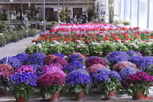 項目簽約資金6000余萬元 成都花卉全產業鏈信息服務平臺今天發布