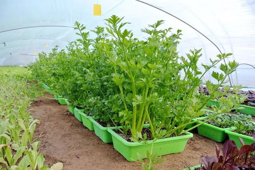 無土栽培 圓了脫貧戶的創業夢