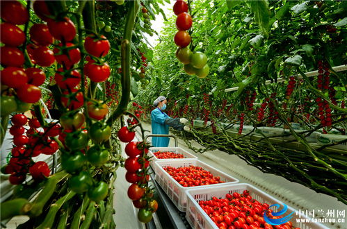 甘肅張掖 戈壁農業成百姓致富錦囊