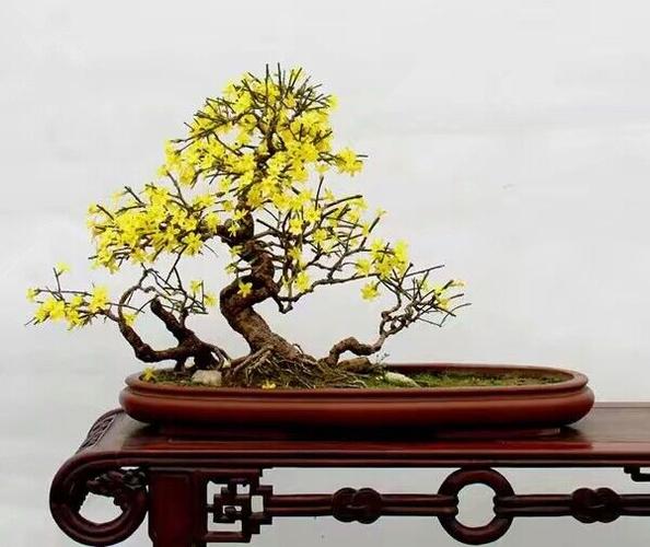 迎春花盆景養(yǎng)殖方法2017迎春花盆景圖片大全