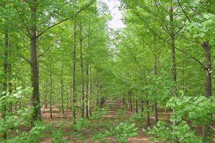 賈汪林木產品信息_賈汪企業產品分類信息_賈汪壹佰業