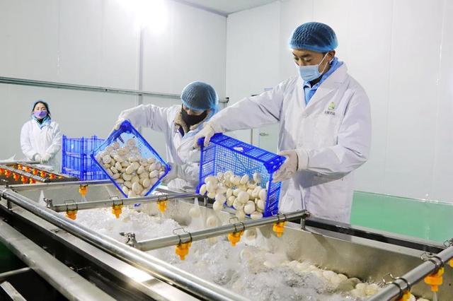 制種,草畜,蔬菜,特色林果,食用菌等特色優(yōu)勢產(chǎn)業(yè)  ,  不斷培育壯大