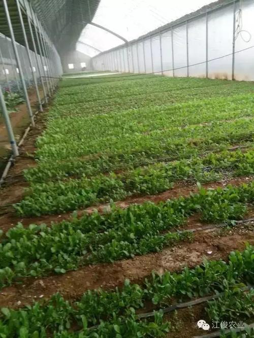 櫻桃采摘自駕游櫻桃草莓蔬菜采摘火龍果木瓜觀賞香豬比賽農家飯