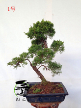 【針柏盆景】最新最全針柏盆景 產(chǎn)品參考信息