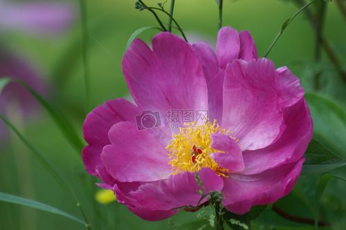 標(biāo)簽: 花朵紫色花卉自然綠色環(huán)境植物綠植花草盛開的紫色花朵圖片盛開