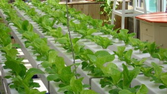 對于植物,蔬菜,花卉而言,陽光可以用日光燈代替嗎 如果不可以,什么燈光可以最大程度代替陽光