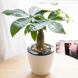 盆栽花卉圖片大全 適合室內(nèi)養(yǎng)的盆栽花卉產(chǎn)品圖欣賞【15圖