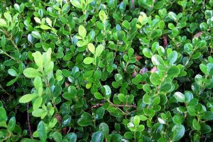 唐縣林木產品信息_找信息上唐縣百業網林木頻道