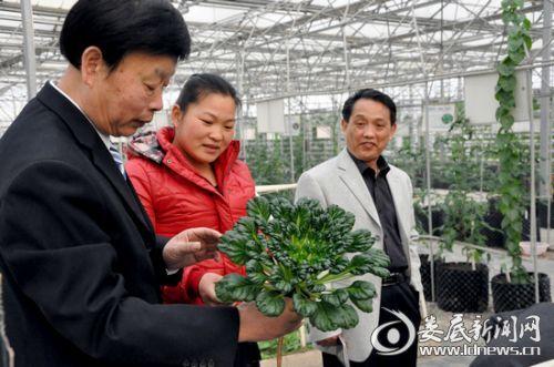 農科基地培育的"烏塌菜","牛角茄"等新奇蔬菜引來大家濃厚興趣