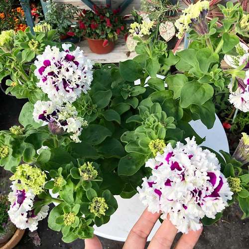 推薦垂吊盆栽陽(yáng)臺(tái)花卉愛慕矮牽牛花苗