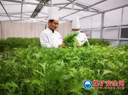 唐口煤業(yè) 第一批無土栽培有機蔬菜開始采摘