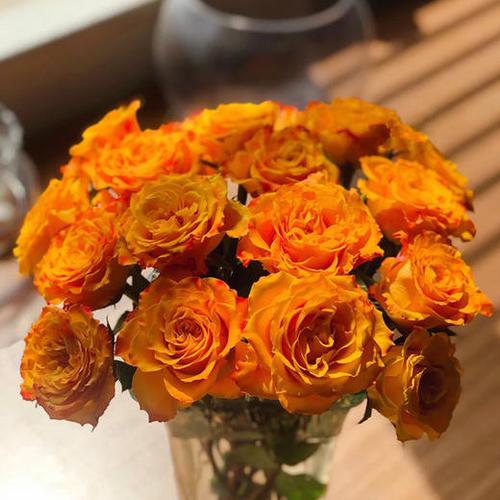 云南鮮花 高原花卉基地直發(fā) 水養(yǎng)鮮花玫瑰 金色海岸【10枝】