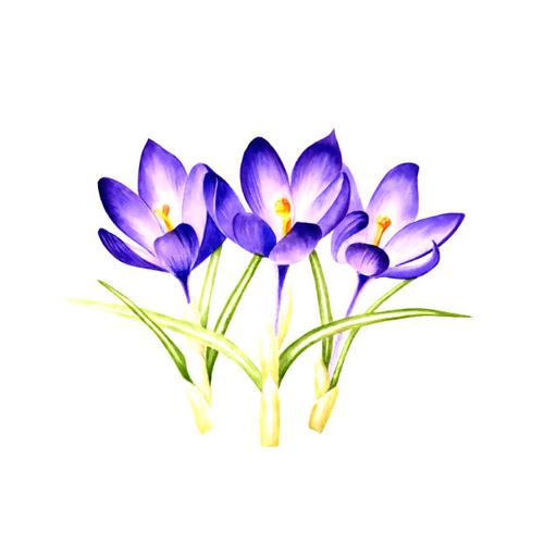 位圖 植物 寫意花卉 花朵 免費(fèi)素材