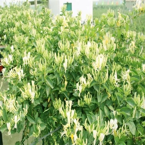 金銀花種子 行道林木苗木植物樹(shù)種子 金銀花苗子直發(fā)|價(jià)格|廠家|多少