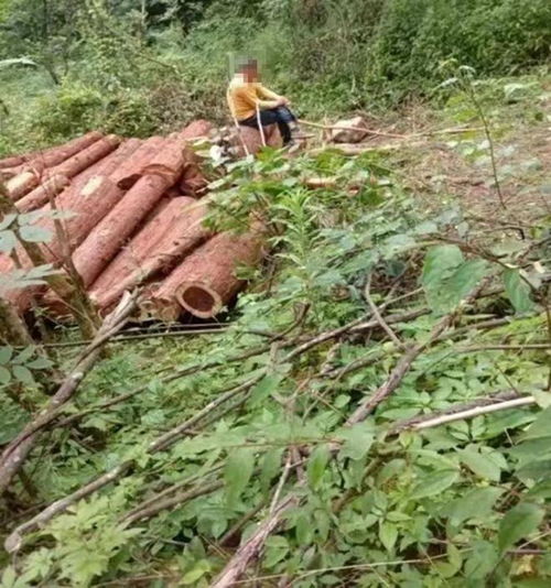 恩施鶴峰 村民林木遭砍伐舉報(bào)人質(zhì)疑案審存在違紀(jì)違法