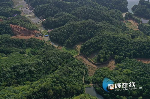 濫伐林木 長(zhǎng)沙兩男子獲刑3年并賠償11萬(wàn)余元生態(tài)修復(fù)費(fèi)
