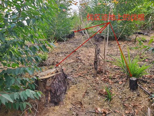 太平韓某彬伙同韓某林等6人,多次盜伐了藤縣永平村的桉樹(shù),獲利1萬(wàn)多元