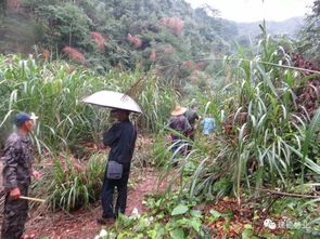 盜濫伐林木大案 這個(gè)村主任 犯渾 把自己犯進(jìn)大牢