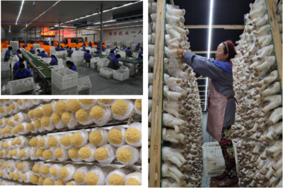 縣現代農業示范區推進產業規模發展