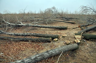 林業(yè)局 2015年全國(guó)查處林業(yè)行政案件19萬(wàn)起 圖