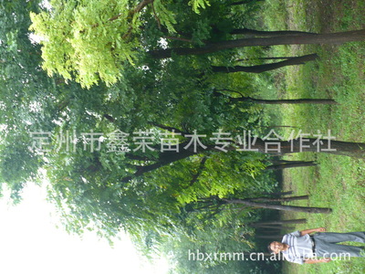 長(zhǎng)期供應(yīng)各種規(guī)格的石榴樹(shù)8-12公分的石榴樹(shù)_經(jīng)濟(jì)林木_農(nóng)林牧漁行業(yè)_產(chǎn)品_中國(guó)特產(chǎn)網(wǎng)