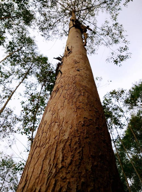 種樹(shù)容易砍樹(shù)難 辦理林木采伐許可證,真的很難嗎