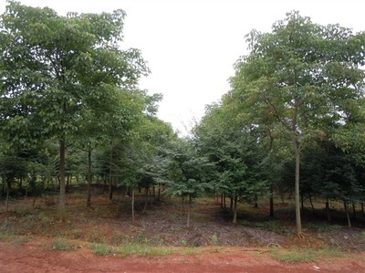 重陽(yáng)木江西九江綠化苗木,林木種子-九江縣排山林場(chǎng)商鋪供應(yīng)列表-第1頁(yè)