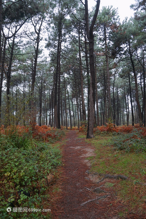 林木中的樹(shù)