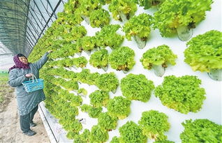 云浮日報數字報 科技種植富農家