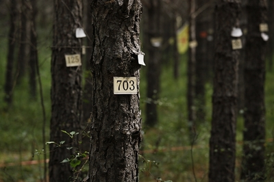 塞罕壩的生態(tài)賬本_今日中國